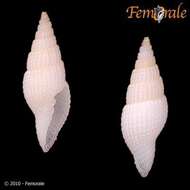 Plancia ëd Turbinelloidea Rafinesque 1815