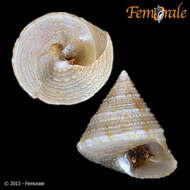 Image of Calliostoma pulchrum (C. B. Adams 1850)