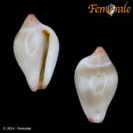 Image of Velutinoidea