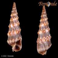 Image of Needle Whelks