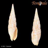 Image of Turbinelloidea Rafinesque 1815