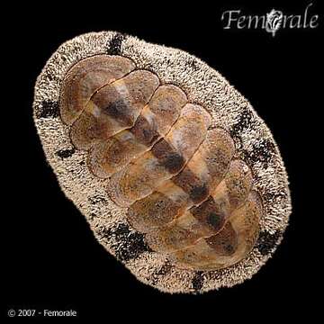 Image of fuzzy chiton