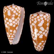 Image of Conus cordigera G. B. Sowerby II 1866