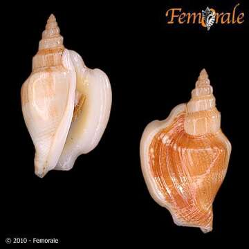 Image of Strombus Linnaeus 1758