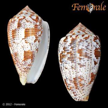 Image of cone snails