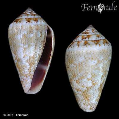 Image of cone snails