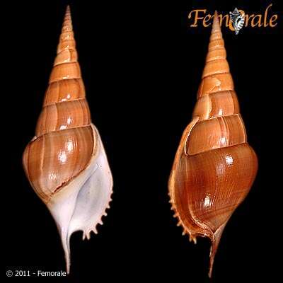 Rostellariidae Gabb 1868 resmi