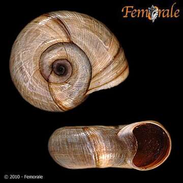 Image of Ampullarioidea