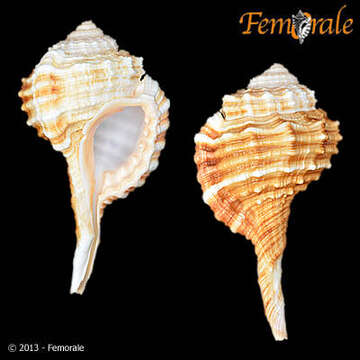 Image of Cymatiinae