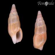 Aesopus clausiriformis (Kiener 1834)的圖片