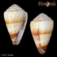 Image of cone snails