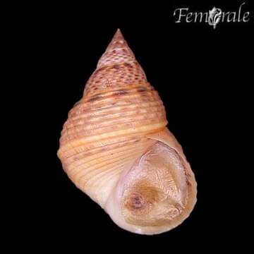 Image of Mangrove periwinkles