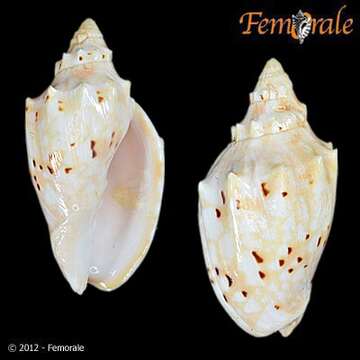 Image of Cymbiola pulchra woolacotae (McMichael 1958)