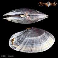 Imagem de Psammobiidae J. Fleming 1828