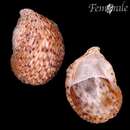 Crepidula maculosa Conrad 1846的圖片