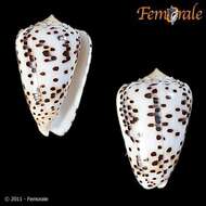 Image of cone snails