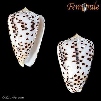 Image of cone snails