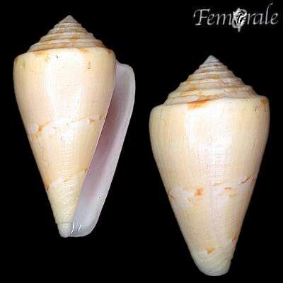 Image of cone snails