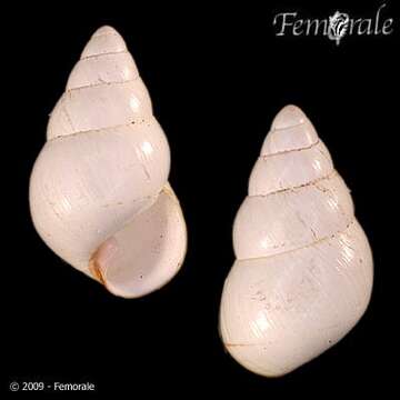 Image of Achatinella