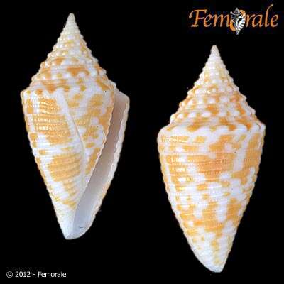 Image de Conus acutangulus Lamarck 1810