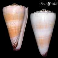 Image of cone snails