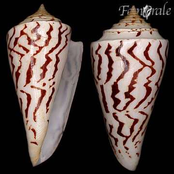 Image de Conus recurvus Broderip 1833