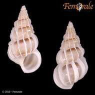 unclassified Gastropoda resmi