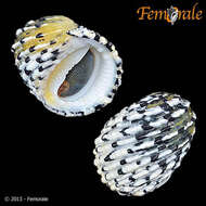 Image of textile nerite