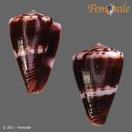 Image of Conus fumigatus blainvillei Kiener 1845