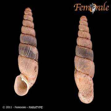 Image of Symptychiella H. Nordsieck 1999