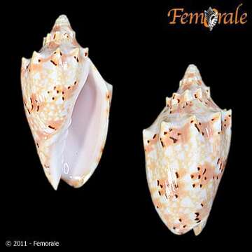 Image of Cymbiola pulchra woolacotae (McMichael 1958)