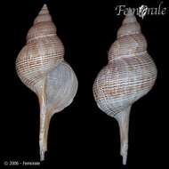 Fasciolaria Lamarck 1799 resmi