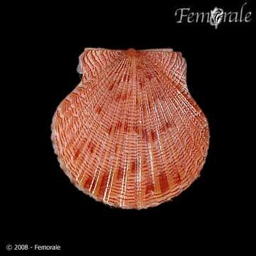 Image of Argopecten Monterosato 1889