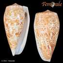 Image of Conus cervus Lamarck 1822