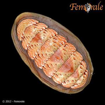 Image of Tonicellidae Simroth 1894