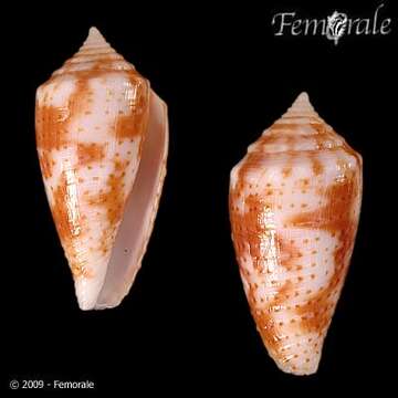 Image de Conus Linnaeus 1758