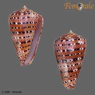 Image of cone snails