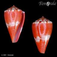 Image of Conus rosalindensis Petuch 1998