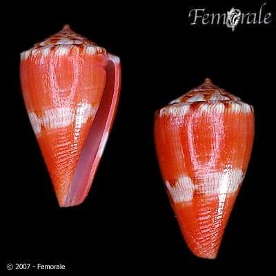 Image of Conus rosalindensis Petuch 1998