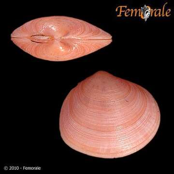 Imagem de Psammobiidae J. Fleming 1828