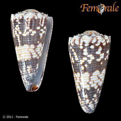 Image de Conus zonatus Hwass ex Bruguière 1792