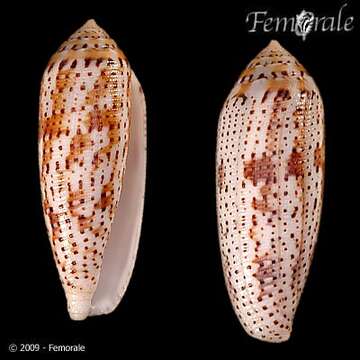 Image of cone snails