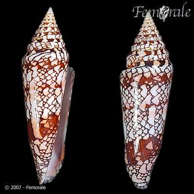 Image of cone snails