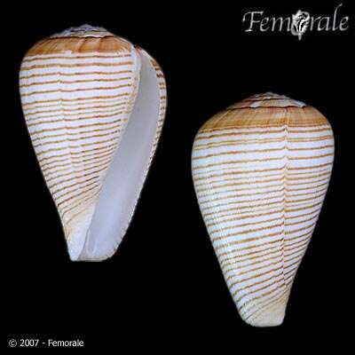 صورة Conus fuscolineatus G. B. Sowerby Iii 1905