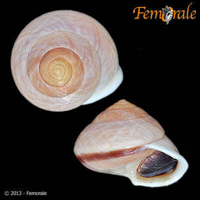 Image of Helicinoidea Férussac 1822