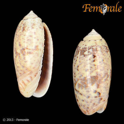 Image of olive snails