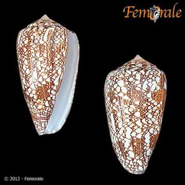 Image of cone snails