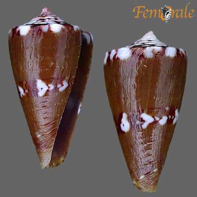 Imagem de Conus pseudocardinalis Coltro 2004