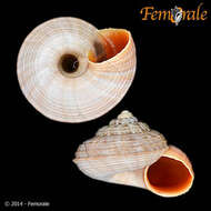 Image of Pomatiidae