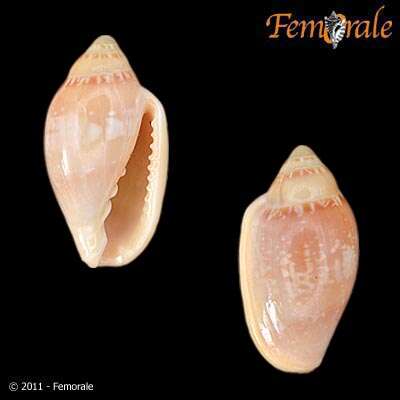 Image de Marginella Lamarck 1799